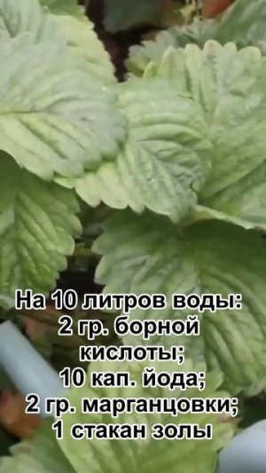 Подкормка клубники во время цветения