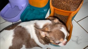 Очень удобные кулеры для маленьких хвостатых друзей.