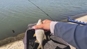 Рыбалка на водохранилище с фидерной снастью