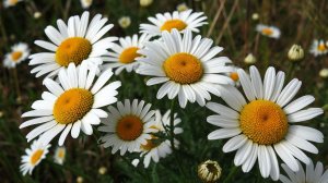 Красивая музыка 2