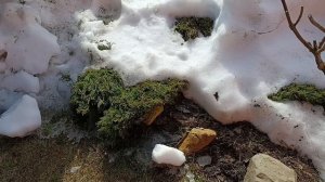 Подмосковье 17 марта 2026 год ,что я сейчас делаю на даче 🤔