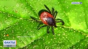 На Кубани и в Крыму с начала года зафиксировали порядка 50 случаев укусов клещей