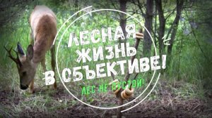 Лес не пустой! Звери в лесу! Берегите природу!