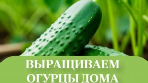 ОГУРЕЦ ЗАЦВЕЛ.