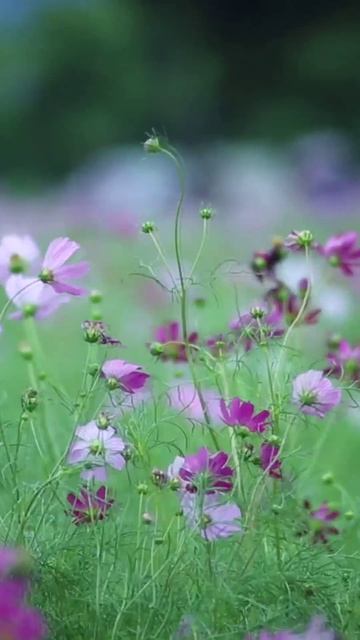 "Цветы для любимой" - ep. 1, #ПавелРужицкий