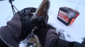 ВОТ ЭТО ПЕРВЫЙ ЛЕД! ОНИ ТАМ КИШАТ! Первый лёд 2024 2025. Зимняя рыбалка