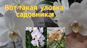 Уловка садовника или генетика?