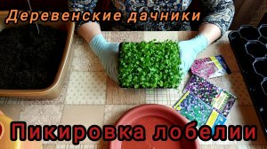 Пикировка лобелии быстро и просто. Деревенские дачники