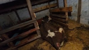 Утром пришла и ОБАЛДЕЛА!! Надо же как ПОЛУЧИЛОСЬ!!