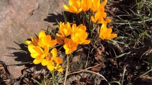 Пришла весна-ст.А.Карповецкого,муз и вокал нейросеть,мастеринг и монтаж В.Зубковой