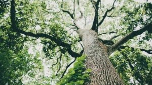 новое интро 🤎