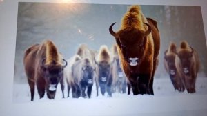 5  современных животных которые жили с мамонтами