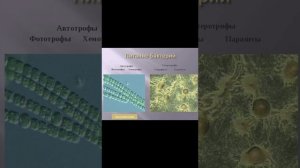 Биология 7 класс. Строение и жизнедеятельность бактерий + ответы на вопросы.