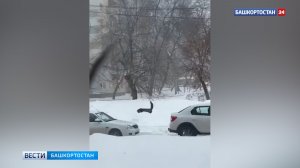 В башкирском Стерлитамаке заметили куницу