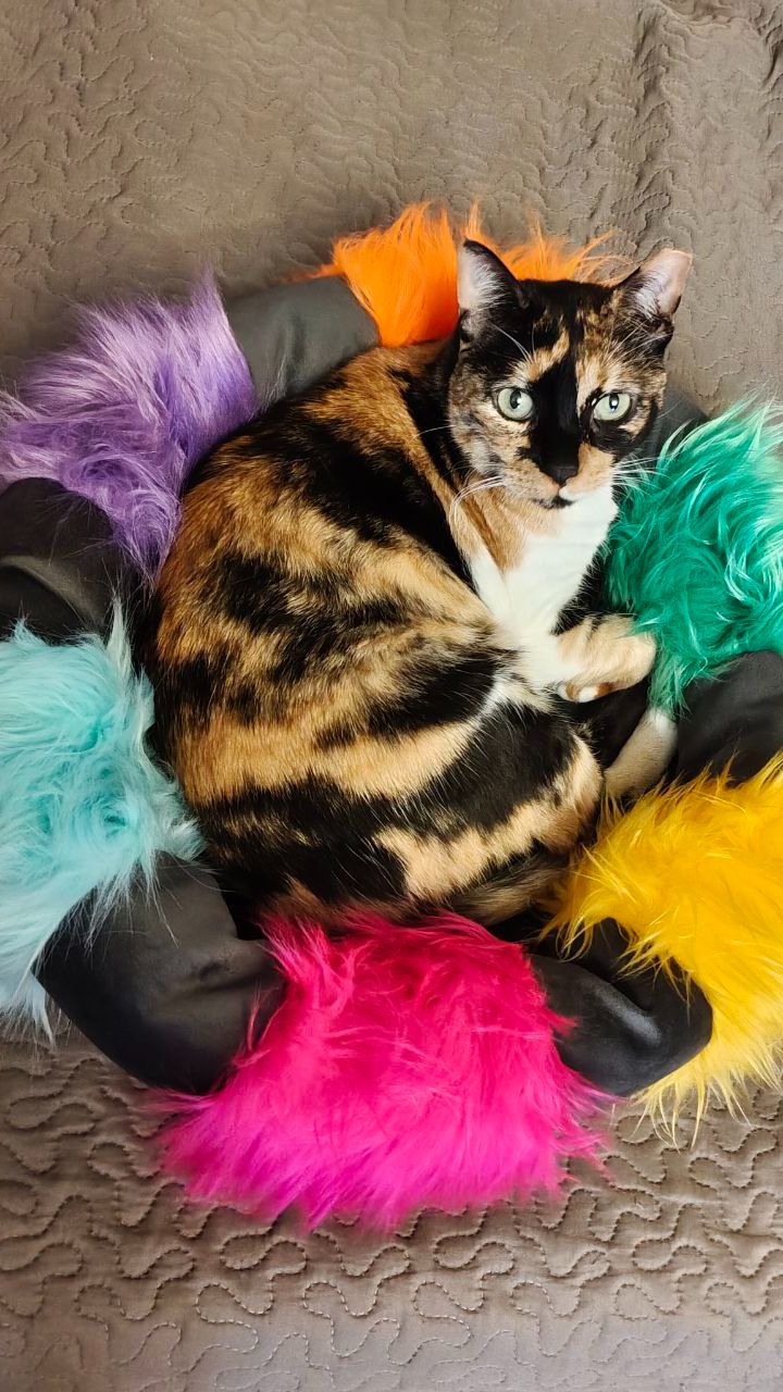 ЦВЕТНЫЕ СНЫ для котов. СОН БАБОЧКИ. Коты выбирают крутой дизайн