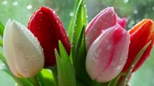 С добрым,весенним утром!