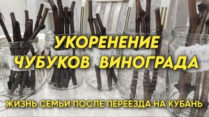 1105 Укоренение черенков винограда/Жизнь семьи на юге после переезда с Урала