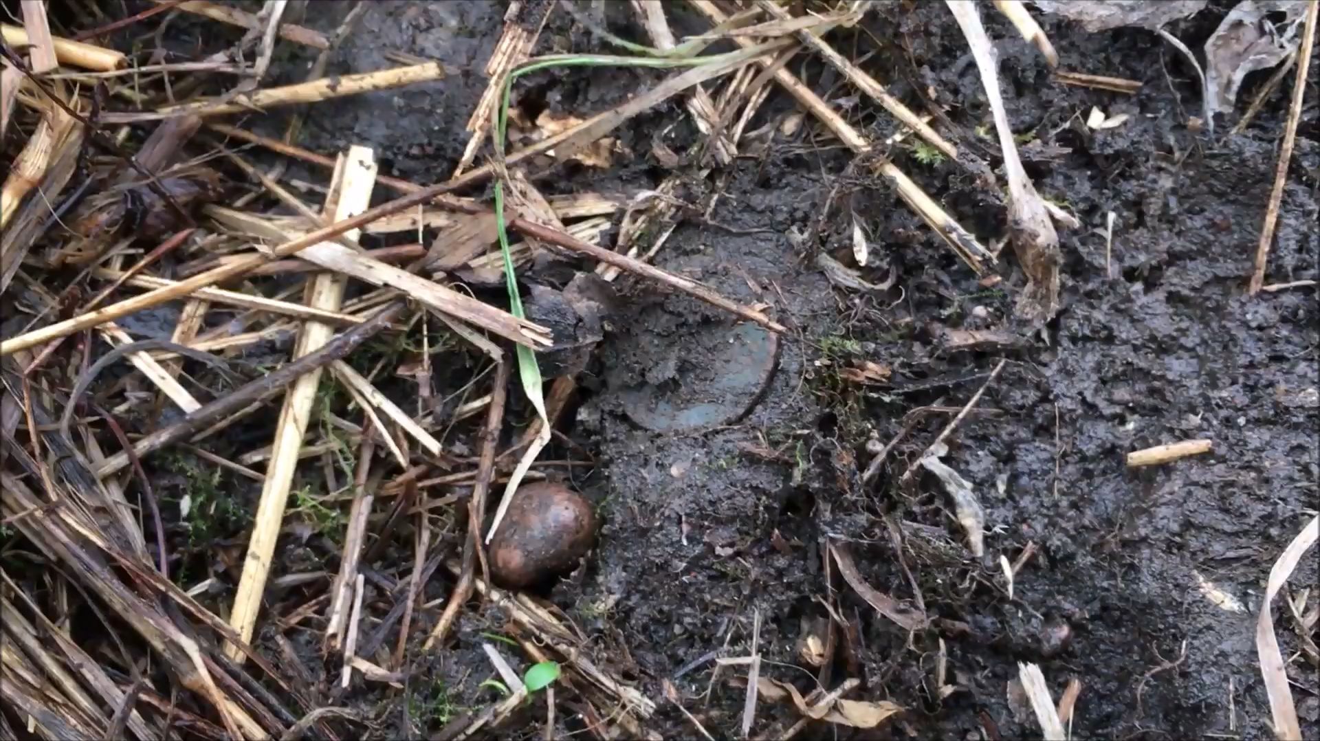 Земля промёрзла, выгрызаю монеты!