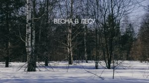 Весна в лесу
