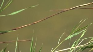 САЗАНЫ ДАВЯТ И ТАЩАТ В КАМЫШ! Рыбалка на поплавок. Ловля сазана.