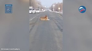 Хабаровский тигра улёгся посреди трассы и парализовал движение