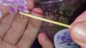 опыление орхидеи