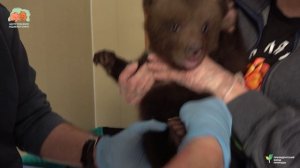 10 марта состоялся плановый ветеринарный осмотр медвежат