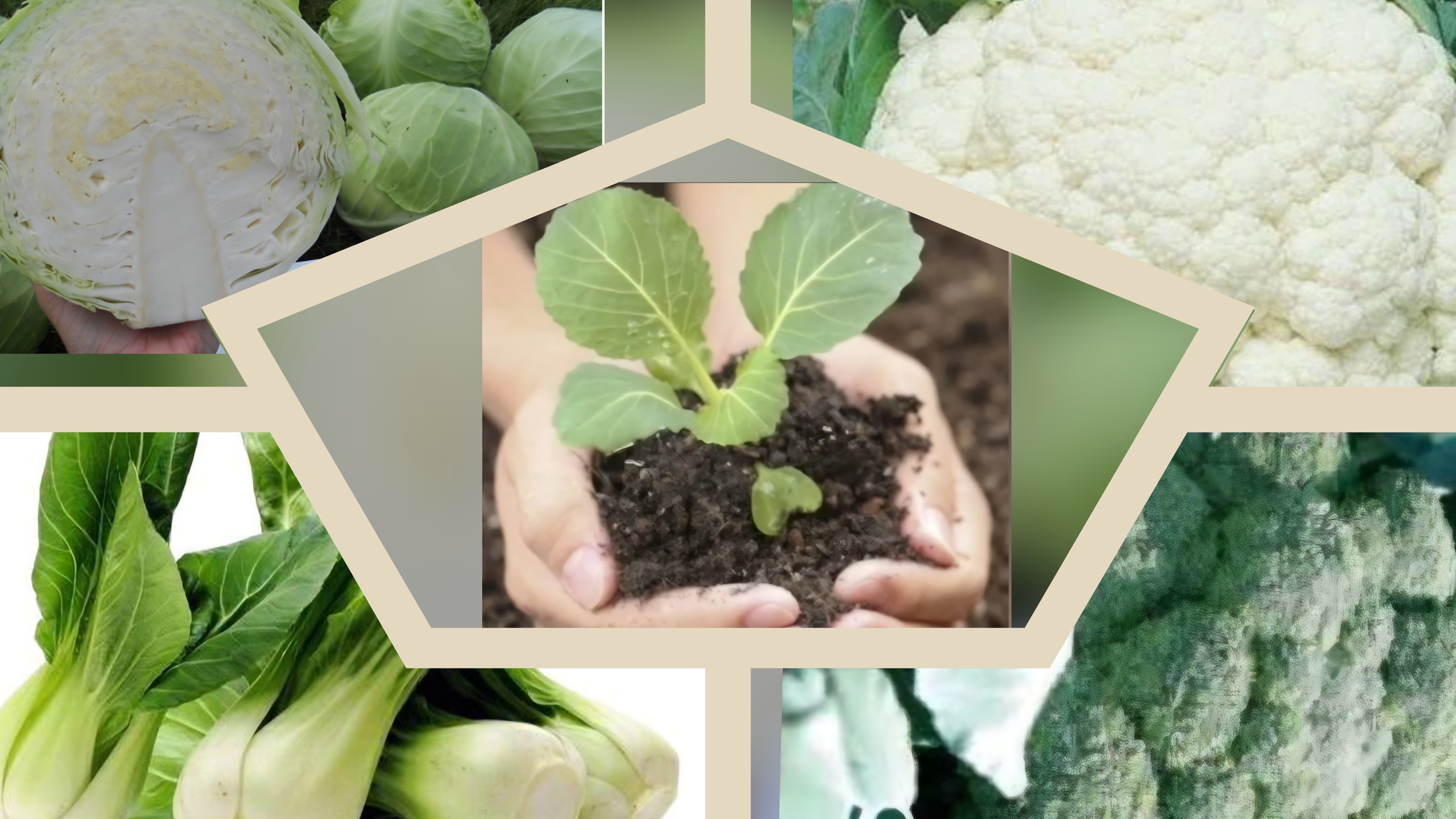 Посев ранней капусты на рассаду. Битва за первый кочан началась