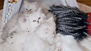 Котята СИЛЬВЕР БАСТ