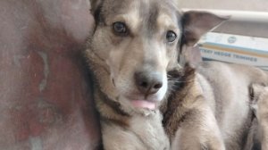 На ярмарке судеб