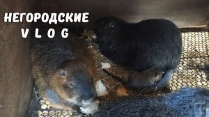 Семейная ссора НУТРИЙ за кусочек хлеба. 13.03.26