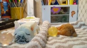 вечерний влог со сквиши собачками,Барни заболел😱