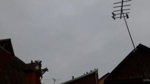 Николаевские голуби Липецкая область