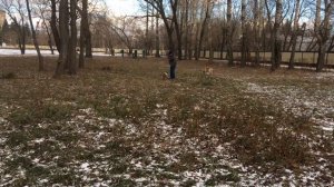 Варвара осваивается на прогулках