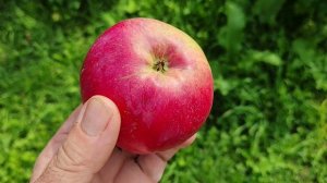 ВЭМ-сувенир