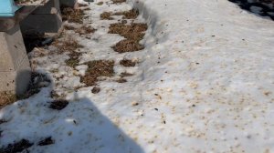 17.03.2026 первый весенний облет