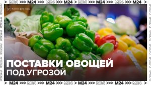 Поставки овощей в Россию могут быть сорваны из-за ближневосточного конфликта - Москва 24