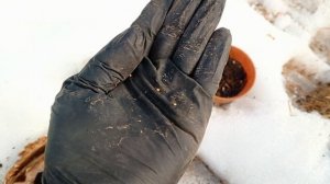 Посадила лобелию и виолу