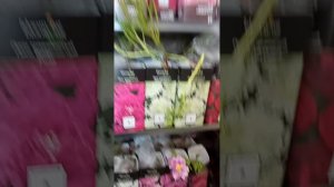 Прошлась по растениям в магазине Лемана Про