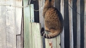 Масю теперь домой не загонишь😸