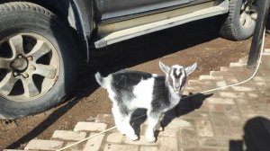 Козлёнок кричал о помощи и его услышали!