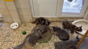 Бобкэт Руфус приветствует / Молодая кошка учится спускать котят с лестницы