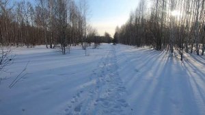 Зимний лес в Новосибирске  Прогулка и отдых