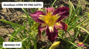 Лилейник "FINS TO THE LEFT"/Сад Ворошиловой