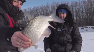 Таких мы еще не ловили! Дикий клёв на комбайны. Язь, лещ ,окунь