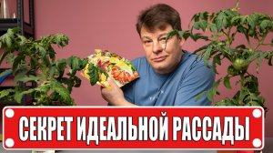 Рассада томатов 2026: сроки посева, укоренение + Раннее Чудо с плодами уже!
