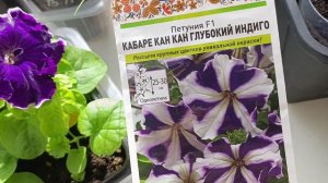 Петуния зацвела шикарными цветами