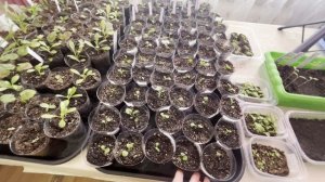 Бессонная ночь// приготовила обед//моя рассада//