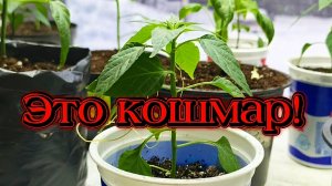 Страшный монстр душит рассаду перца.😱😱😱