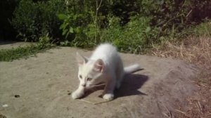 Игры с котенком в деревне